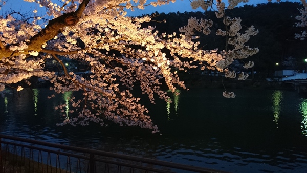 臥龍公園でお花見