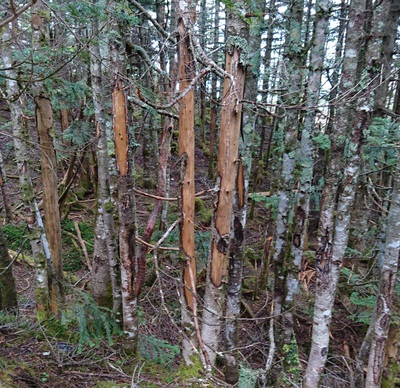 シカによる樹皮剥ぎ被害