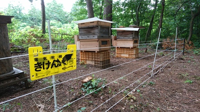 クマ対策の電気柵①