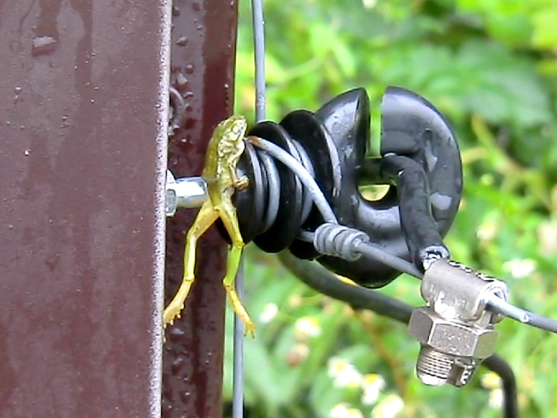 電気柵の漏電　カエル