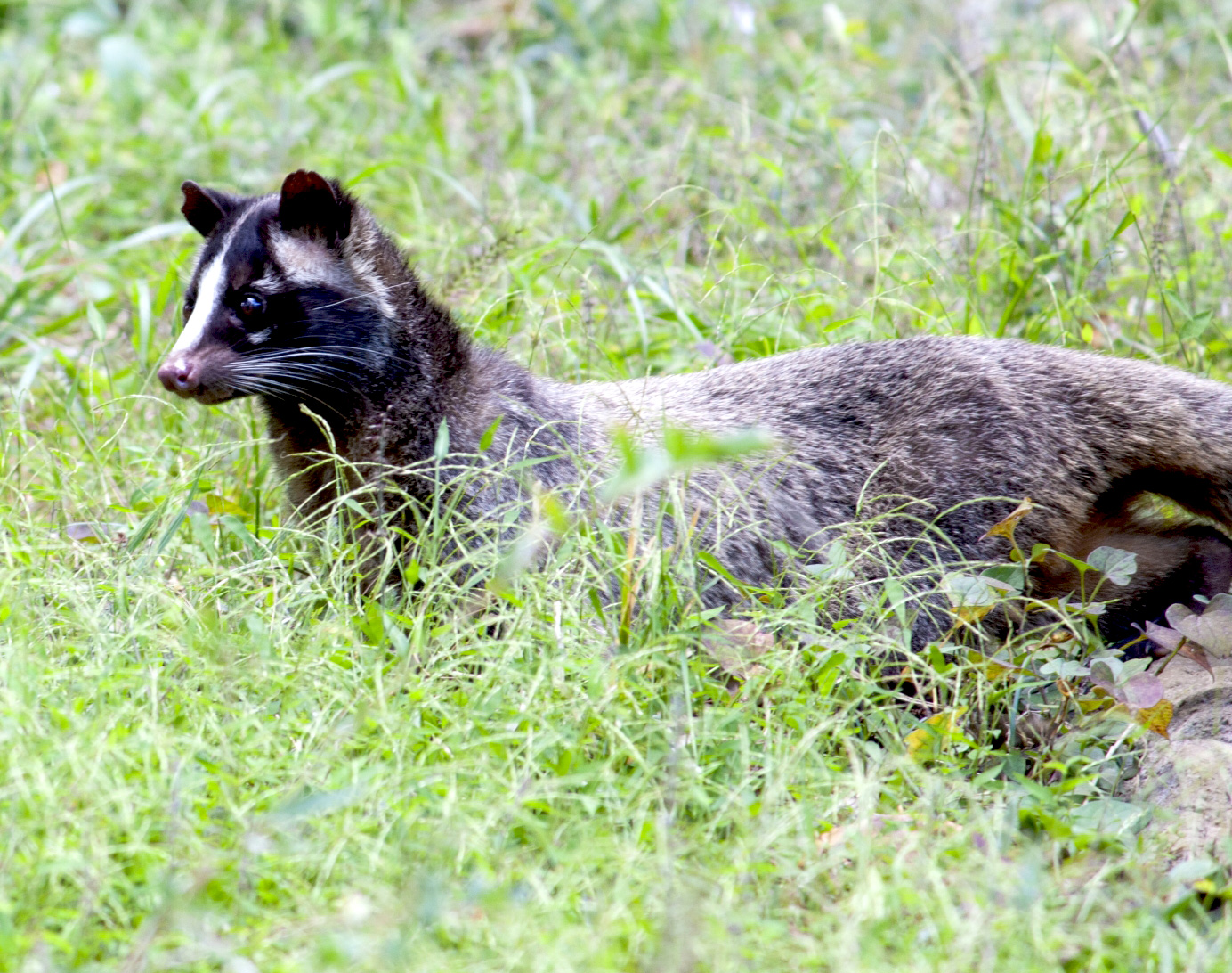 ハクビシンってどんな動物？