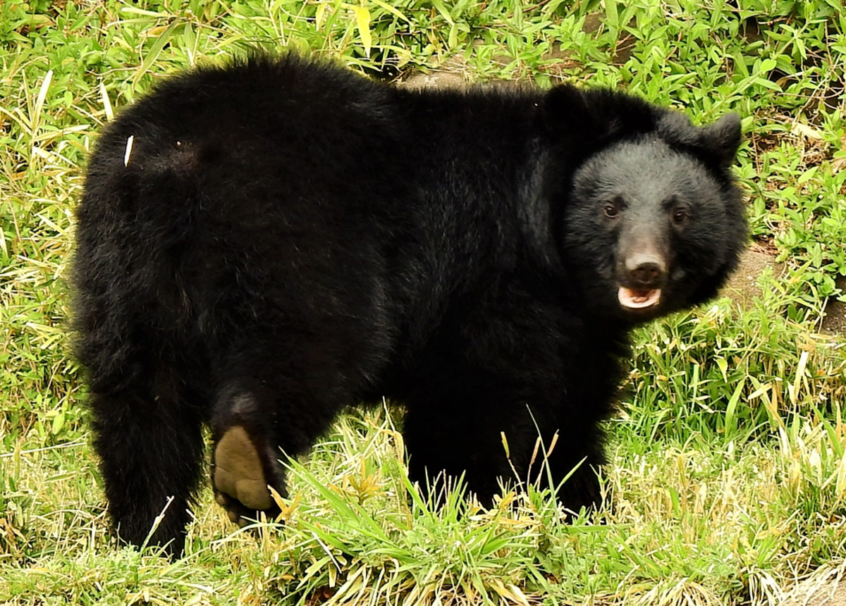 クマってどんな動物？