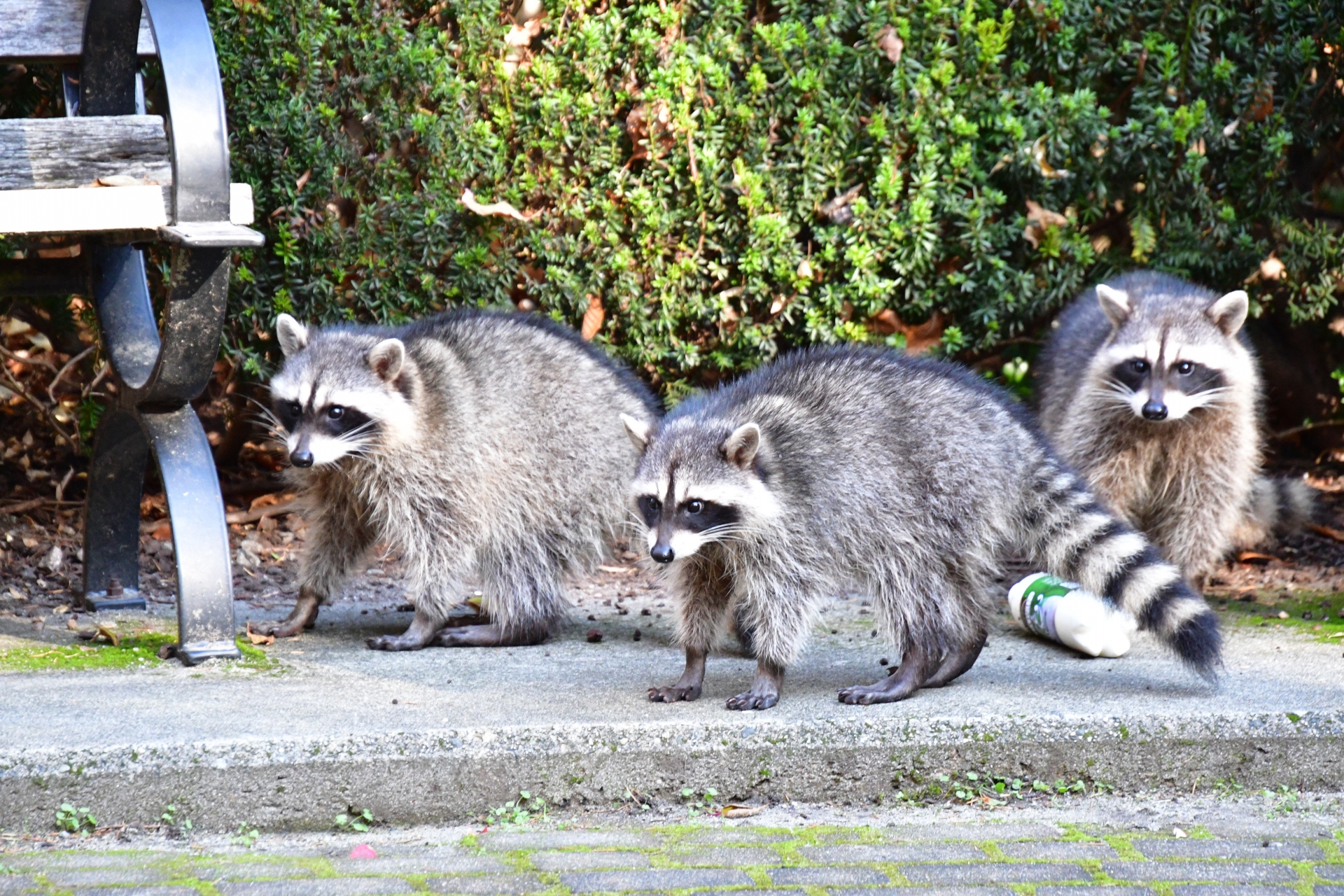 アライグマってどんな動物？