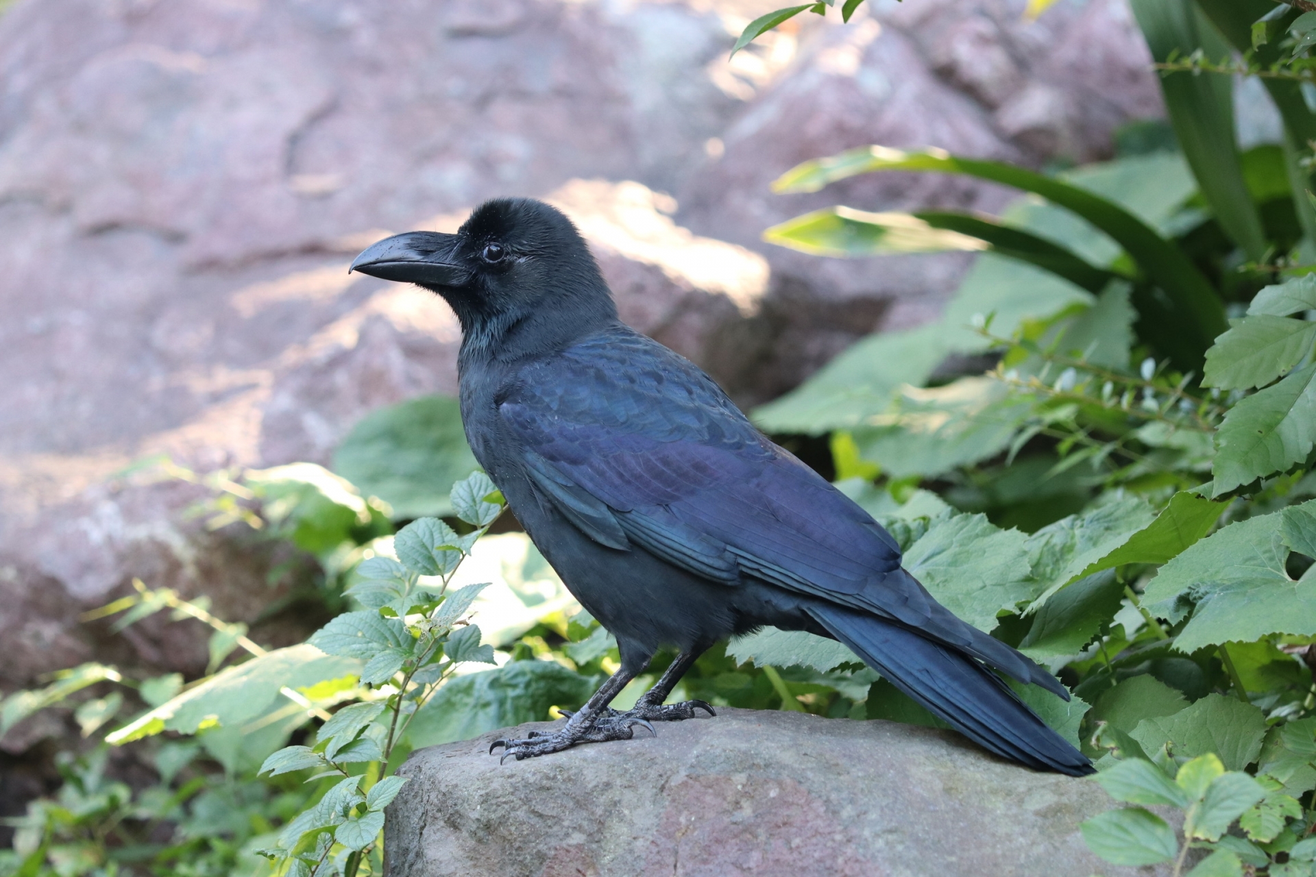 けもの対策 カラス