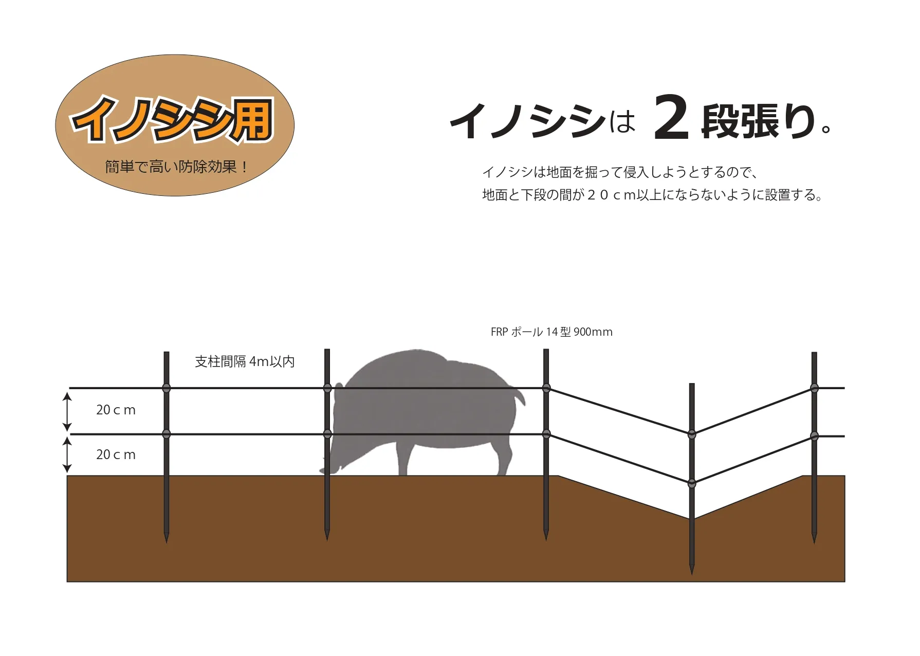 イノシシは２段張り