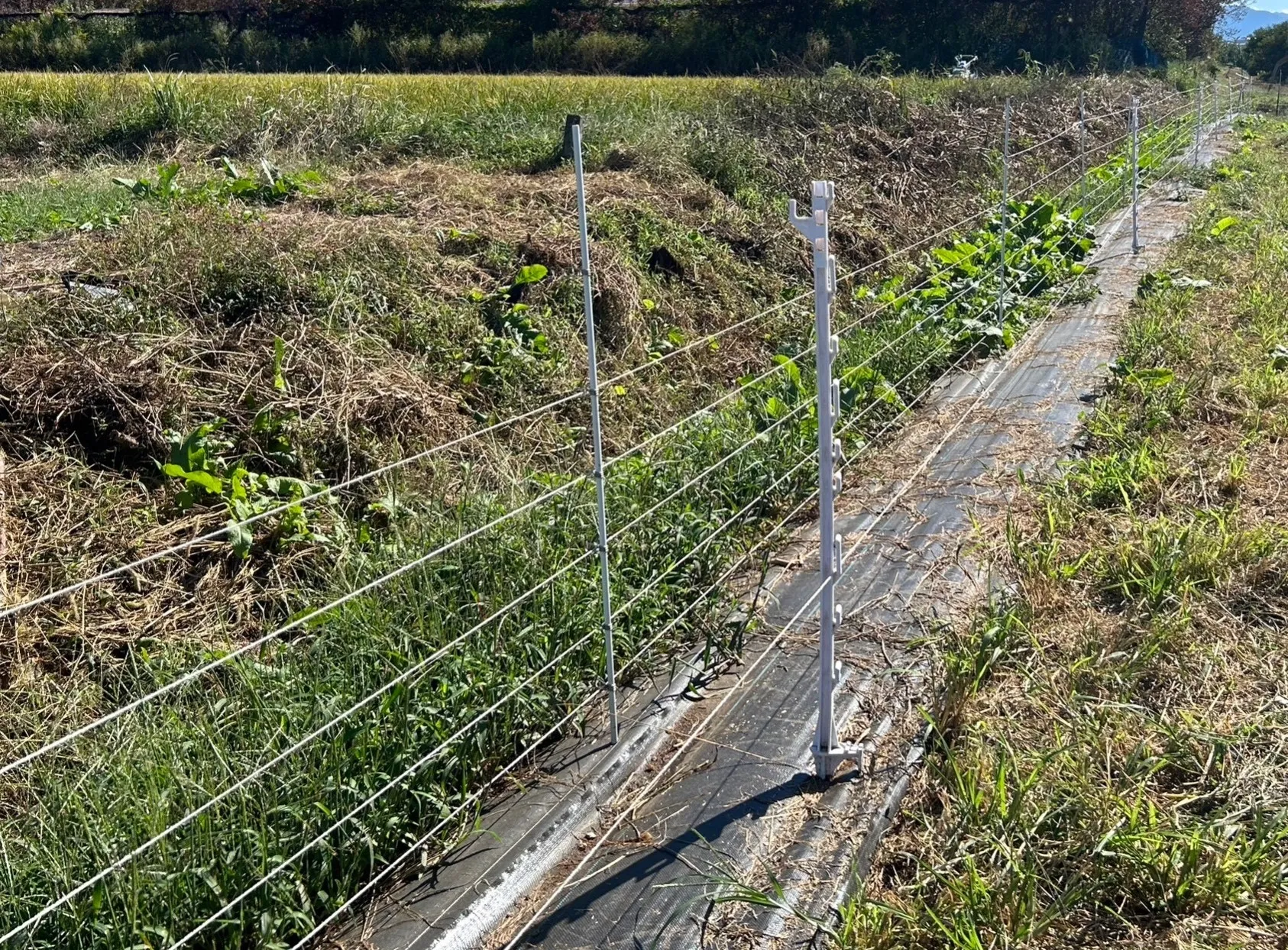 キツネ用電気柵　二重柵